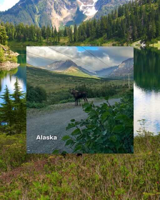 Wildlife encounters are some of the most unforgettable parts of travel. 🐾

Which experience would you choose? 👀

🫎 Moose spotting in Alaska
🐳 Whale watching in Alaska
⭐ Exploring marine life in the Bahamas
🐠 Discovering Indonesia’s underwater world
🦌 Spotting elk in Canada
🦘 Seeing kangaroos in Australia

We can help you plan the journey around it. Wherever your dream wildlife experience takes you, let’s make it happen.

#TravelBetter #WildlifeTravel #TravelAdvisor