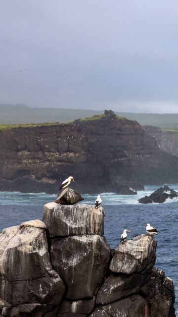 The Galápagos: the only place where guests can see iguanas, sea lions, blue-footed boobies, giant tortoises, penguins, and sharks… all before lunch.​
​