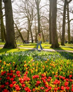 The AmaWaterways Tulip Time sailing is filled with colorful stops, charming cities, and once-in-a-lifetime experiences every day of your trip. ✨🌷

Plan a vacation with our travel agency if you want your next trip to Europe to look like this. #TravelBetter #AmaStella #TravelAdvisor