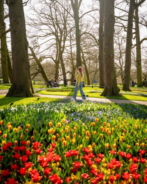The AmaWaterways Tulip Time sailing is filled with colorful stops, charming cities, and once-in-a-lifetime experiences every day of your trip. ✨🌷

Plan a vacation with our travel agency if you want your next trip to Europe to look like this. #TravelBetter #AmaStella #TravelAdvisor