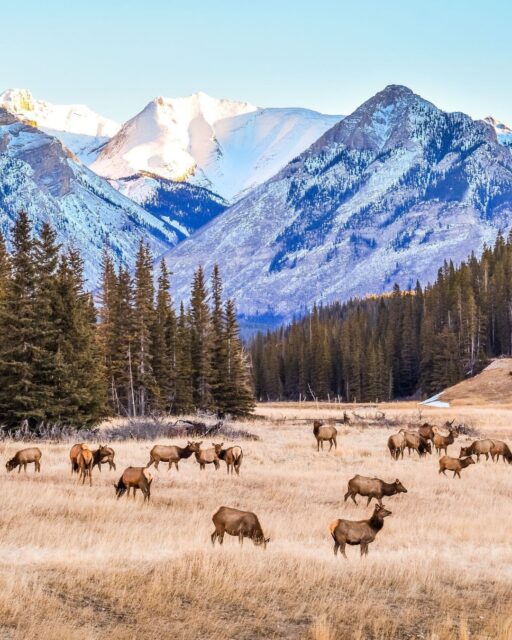 In Canada, wildlife isn’t staged. It’s real.

Watch black bears roam the Great Bear Rainforest, kayak beside humpbacks off the coast of Newfoundland and Labrador, or witness polar bears and belugas along the shores of Hudson Bay in Churchill.

These are encounters that stay with you.

If this is your kind of travel, let's help you design a wildlife journey you’ll never forget.

#ExploreCanada #WildlifeExperience #LuxuryTravel #WildlifeTravel #CanadianWildlife
