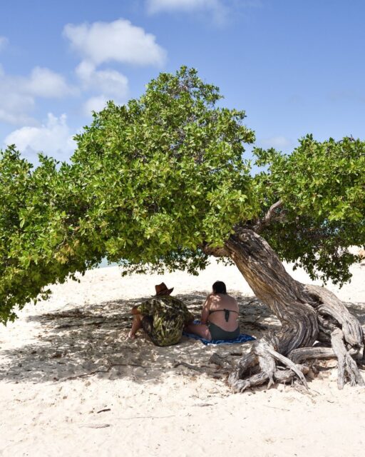 The ABC Islands — Aruba, Bonaire and Curaçao — offer a reliable, sun-blazed escape year-round, and each has its own distinct flavor. 🏝️✨

Take a longer Caribbean cruise with Celebrity Cruises this summer and take the opportunity to enjoy all the 3 islands in one trip. 🛳️ ☀️ #TravelBetter #CelebrityCruises #TravelAdvisor