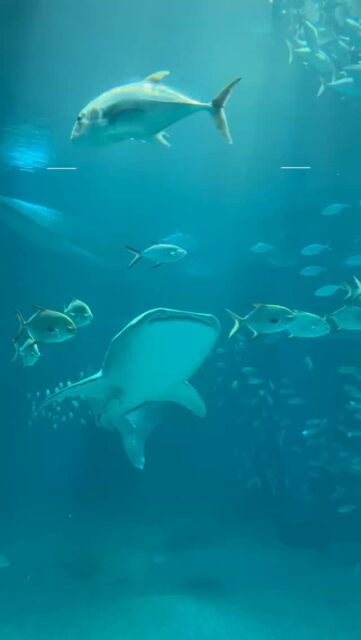 Shark Week is here! 🦈

Here are some of the best places in the world to see sharks.

Which destination would you visit first? Tell us in the comments!👇

#SharkWeek #TravelAdvisor