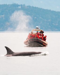 Adventure is never far away in Victoria. 🐋🚴‍♀️

From unforgettable wildlife encounters to scenic cycling routes and peaceful paddles along the water, Victoria offers endless ways to connect with nature.

Ready to experience everything this coastal destination has to offer? Connect with us today to start planning your Victoria getaway.

#TourismVictoria #ExploreVictoria #TravelAdvisor